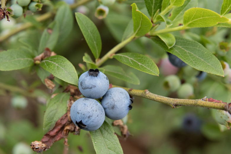 Three lowbush blueberries Vaccinium angustifolium growing on a branch.