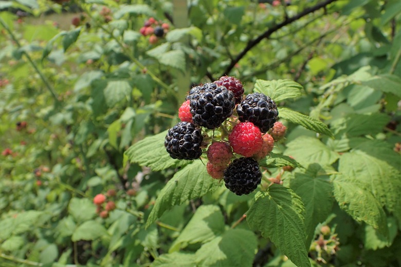 A handful of black raspberries Rubus occidentalis ready for harvest.