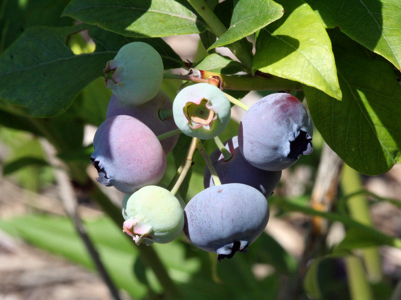 A handful of fruits from a highbush blueberry Vaccinium corymbosum plant at various stages of ripeness.