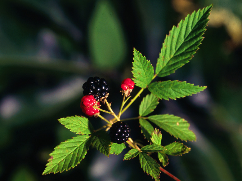 A few fruits growing on a dewberry Rubus flagellaris vine.