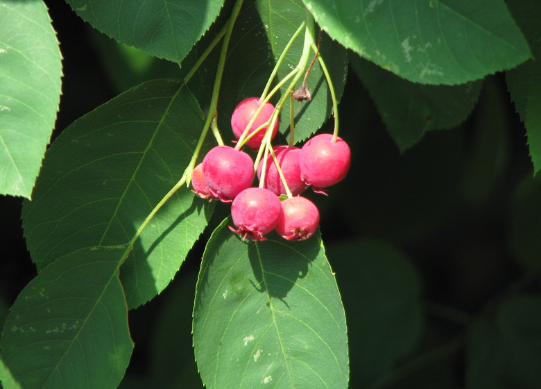 A few red fruits of a juneberry Amelanchier lamarckii plant soaking up the sun.