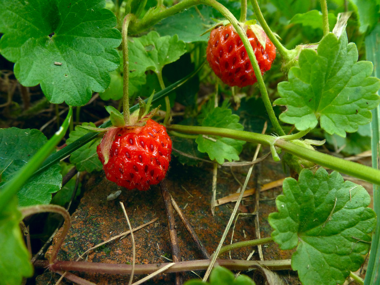 Two little wild strawberries Fragaria virginiana growing on the vine.