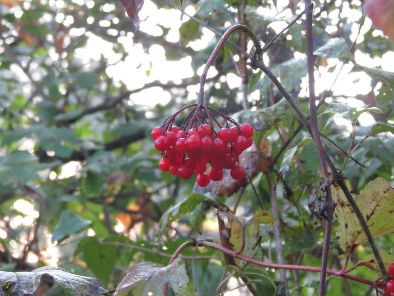A cluster of fruits from a highbush cranberry Viburnum opulus var. americanum.