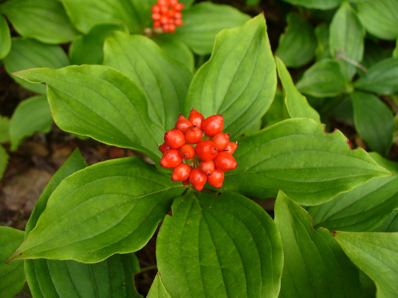A close-up of the bright red fruits of the bunchberry Cornus canadensis.