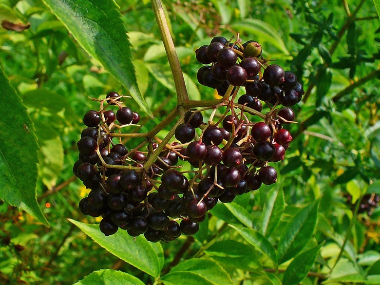 A group of dark American elderberries Sambucus canadensis growing on a branch.
