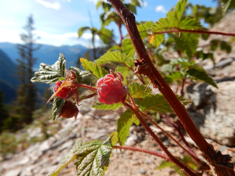 A few native red raspberries Rubus idaeus var. strigosus facing up to the sun.