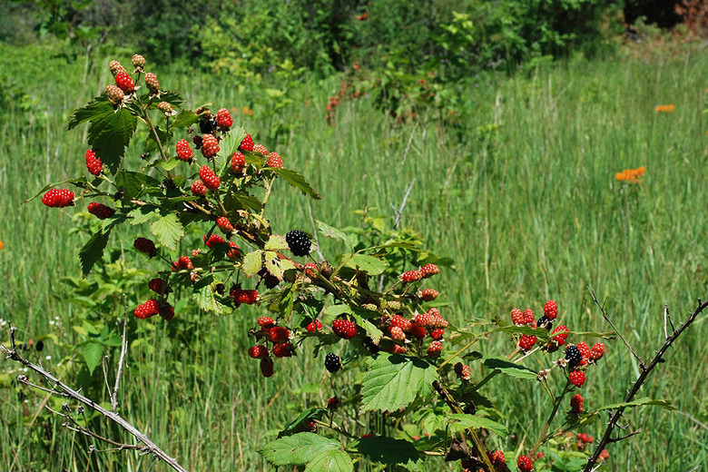 Wild native blackberries Rubus allegheniensis growing upwards.