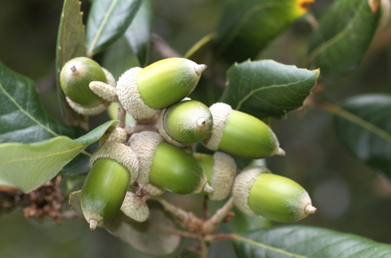 A close-up of the green acorns of a holly oak Quercus ilex still on the branch.