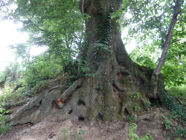 An oak tree with its roots exposed.