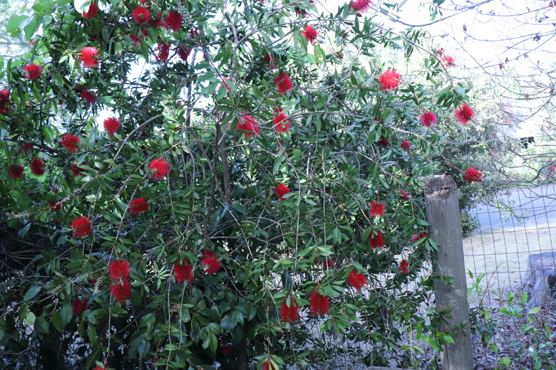 An upright bottlebrush plant Melaleuca citrina growing along a fence in Santa Rosa