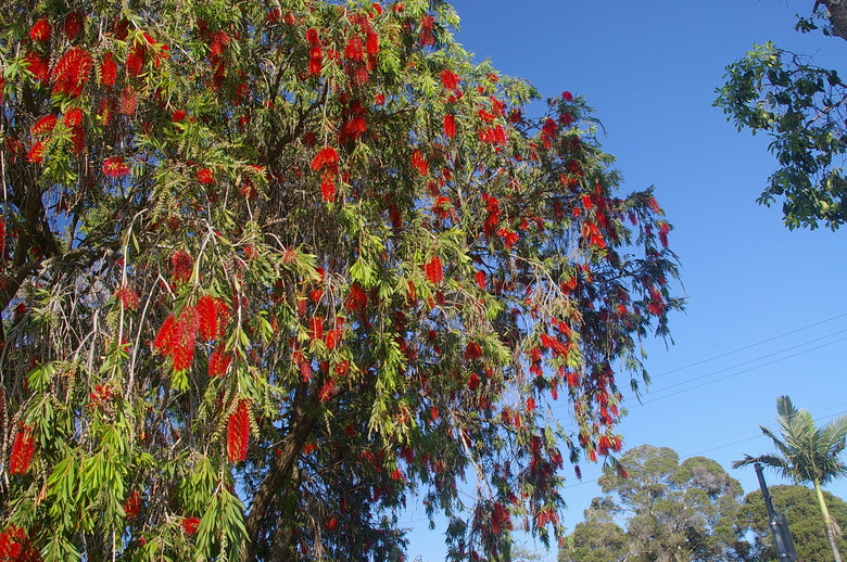 An upshot of a weeping bottlebrush Melaleuca viminalis tree set against a blue sky backdrop.