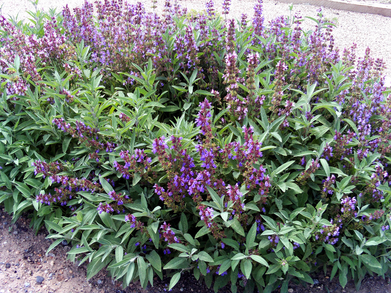 Vibrant purple blooms of common sage Salvia officinalis growing in Spain.
