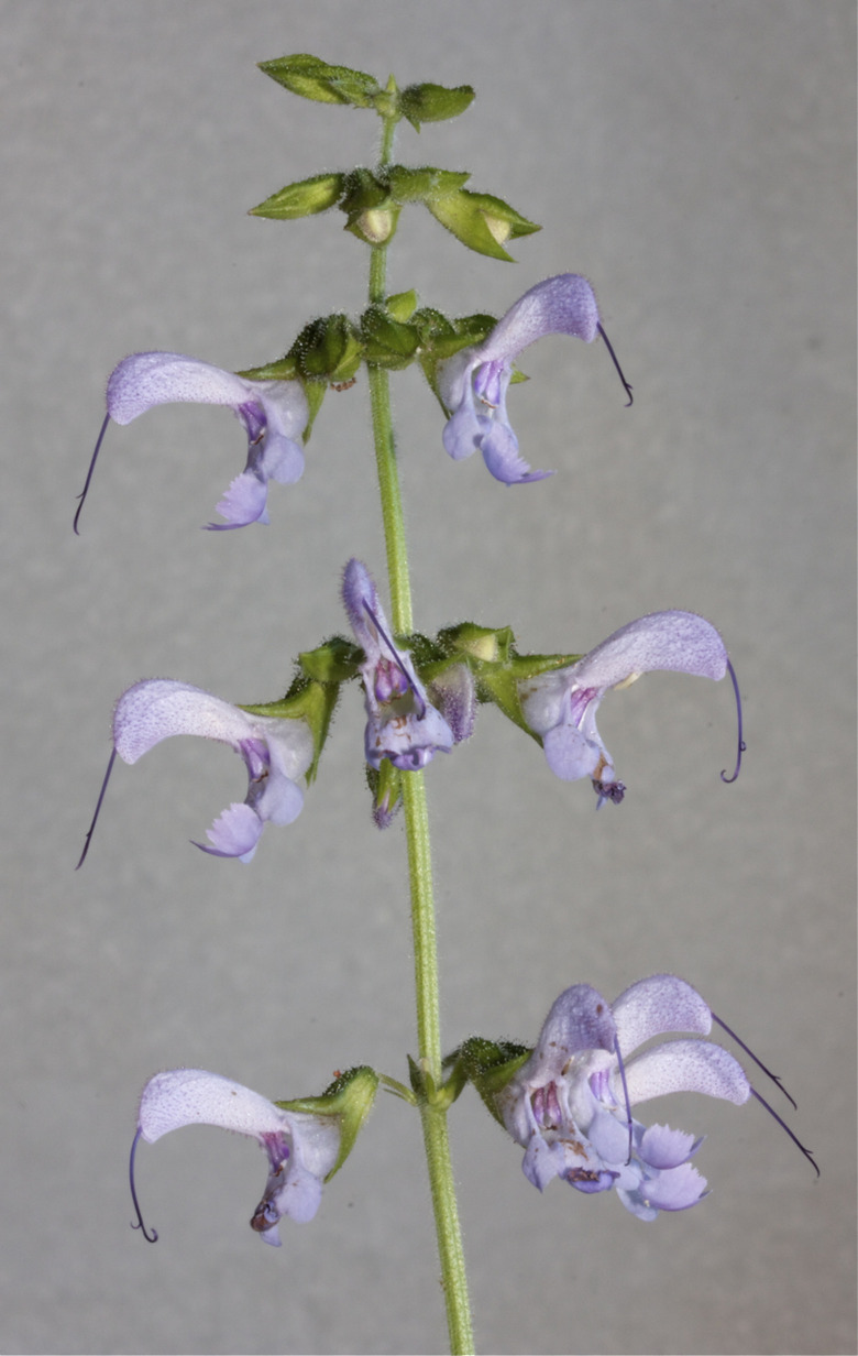A stalk of red sage Salvia miltiorrhiza with tender light purple blooms.