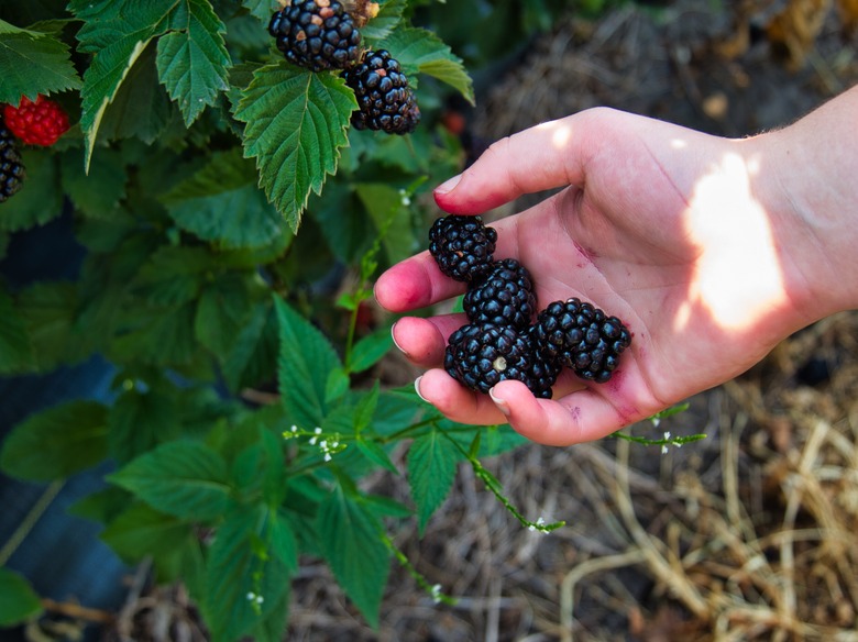 A hand holding some freshly harvested blackberries.
