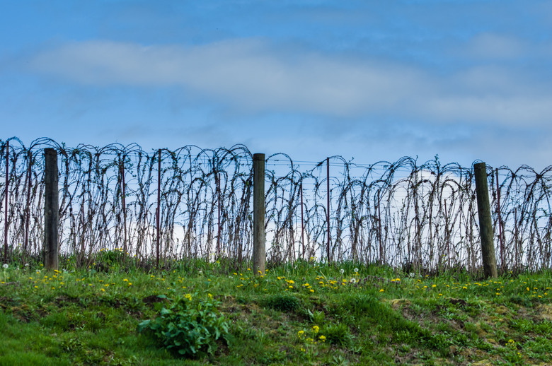 Berry canes tied up to trellis wire.