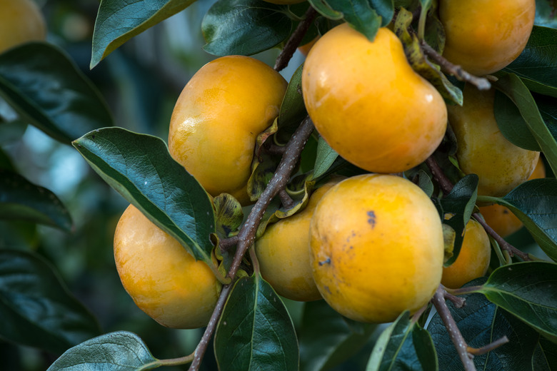 Persimmons Diospyros virginiana growing on a branch.