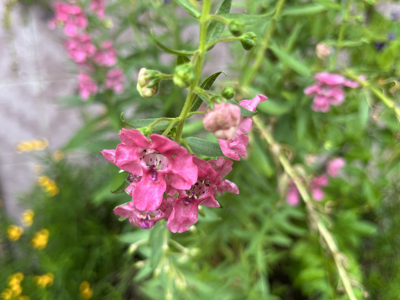 An angelonia Angelonia angustifolia flower exhibiting a bit of wilt.