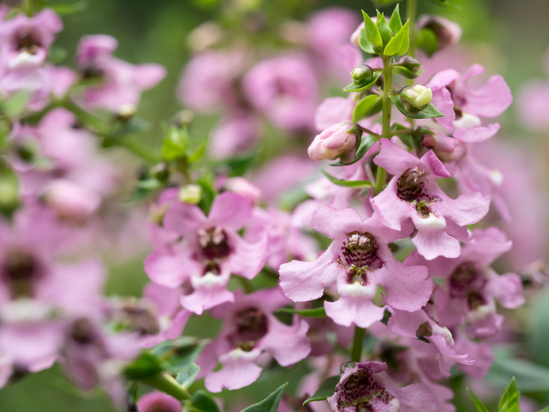 Beautiful light pink flowers from a summer snapdragon Angelonia angustifolia plant.