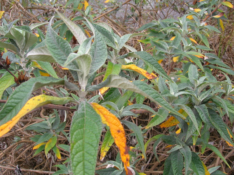 Leaves of a Buddleja davidii plant