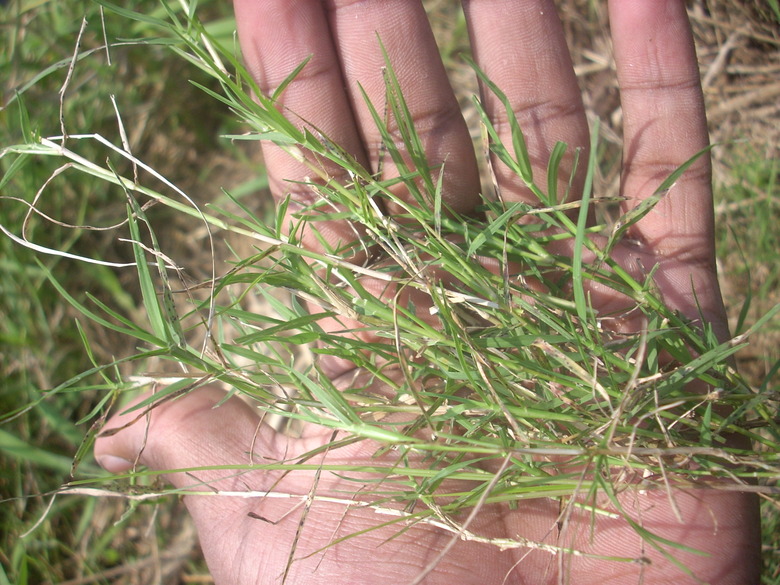 A hand holding up some Bermuda grass Cynodon dactylon.
