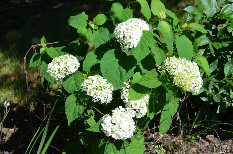 A handful of bountiful Incrediball® hydrangea Hydrangea arborescens 'Abetwo' flowerheads emerge from a shrub.