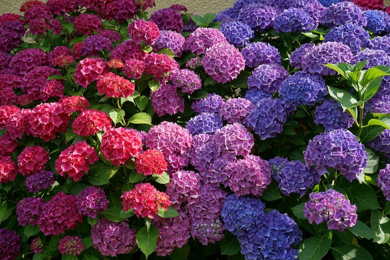 Hydrangea bushes with red