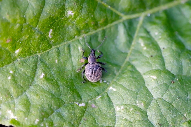 Beetle of Otiorhynchus sometimes Otiorrhynchus. Many of them e.i. black vine weevil O. sulcatus or strawberry root weevil O. ovatus are important pests.
