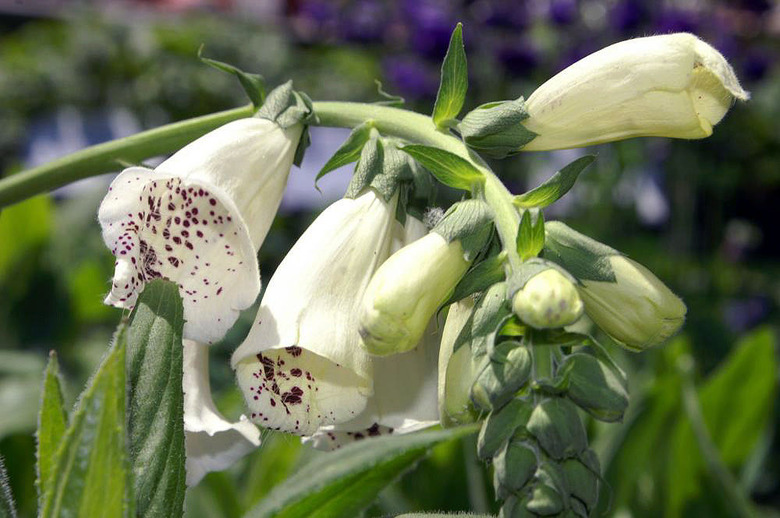 A close-up of the light yellow and white flowers of the Foxy hybrid of foxgloves Digitalis purpurea 'Foxy'.