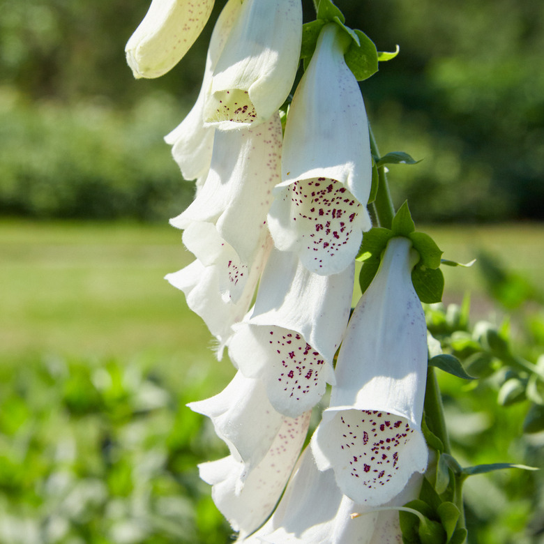 A close-up of white Alba foxglove Digitalis purpurea 'Alba' flowers.
