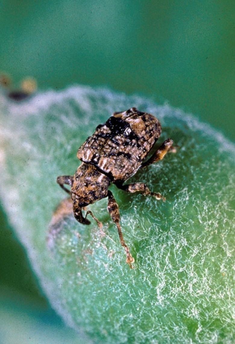 A plum curculio beetle Conotrachelus nenuphar on a young fruit.