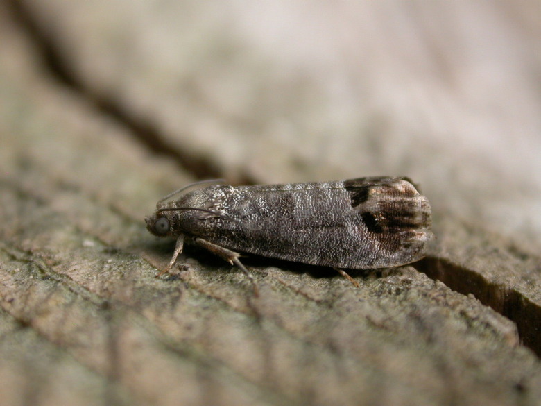 A codling moth Cydia pomonella with its wings closed.