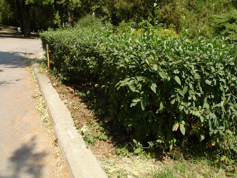 A row of common privet Ligustrum vulgare growing at a botanical garden.