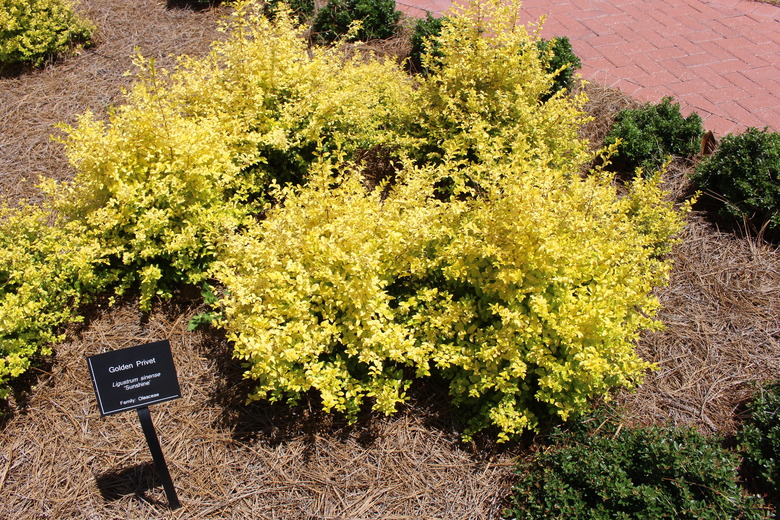 Sunshine ligustrum Ligustrum sinense 'Sunshine' growing at the Coastal Georgia Botanical Gardens in Savannah
