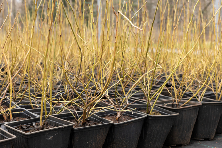 Blueberry seedlings in seedling trays.