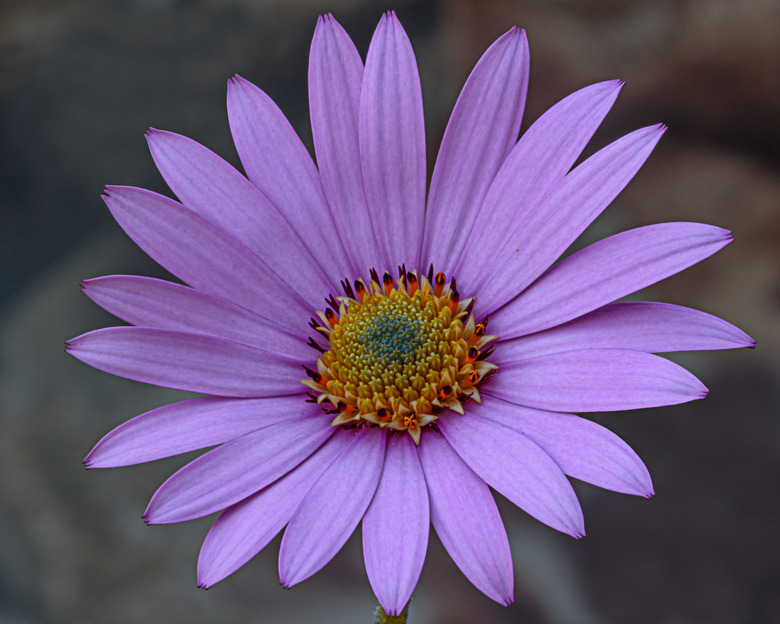 A delightfully lavender African daisy Osteospermum jucundum 'Compactum' flower.