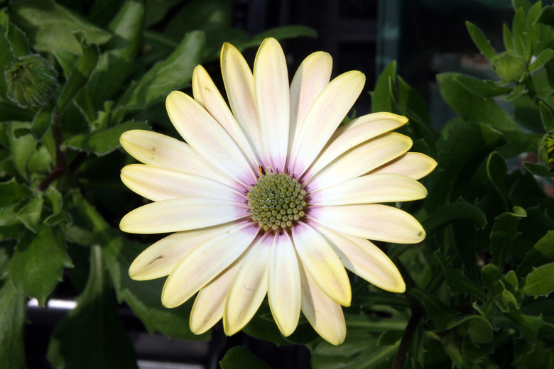 A delicate yellow and white African daisy Osteospermum ecklonis growing at Behnke Nurseries in Beltsville