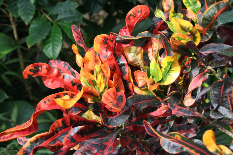 A close-up of some variegated croton Codiaeum variegatum var. pictum with orange