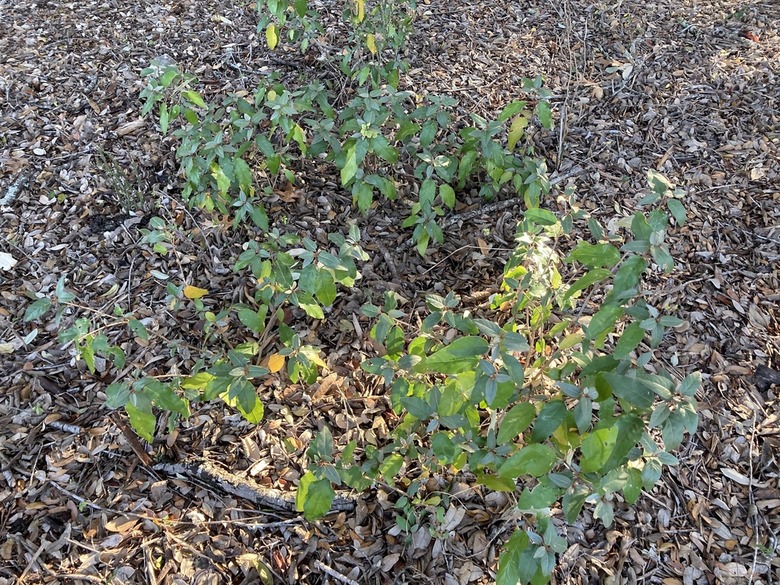 A top-down shot of some Texas croton Croton alabamensis var. texensis growing by itself.