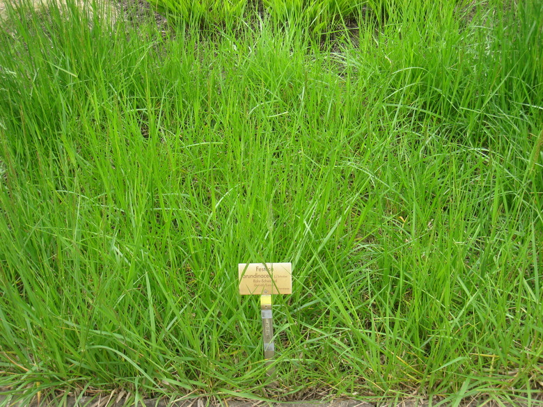 Tall fescue Festuca arundinacea at the Berlin Botanical Garden in Germany.