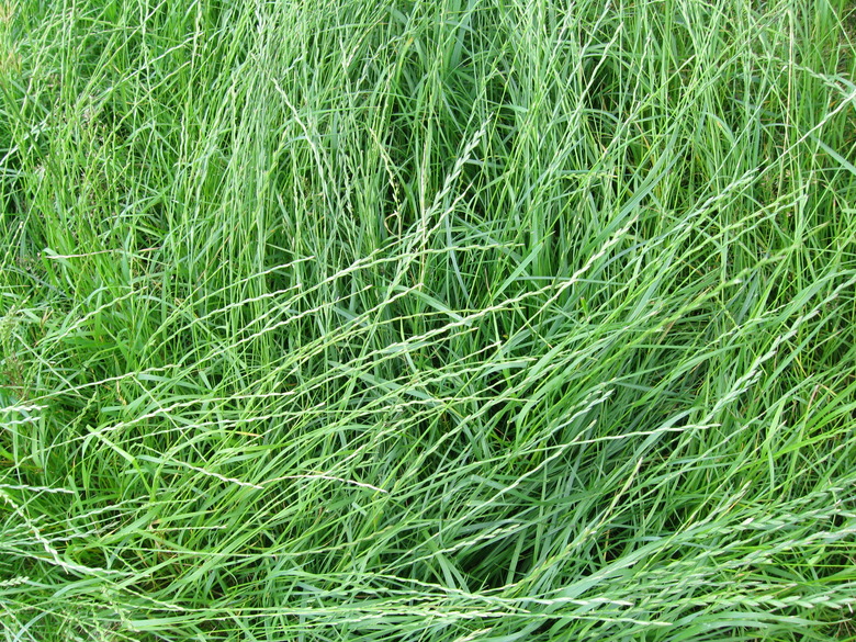 A close-up of some healthy perennial ryegrass Lolium perenne.