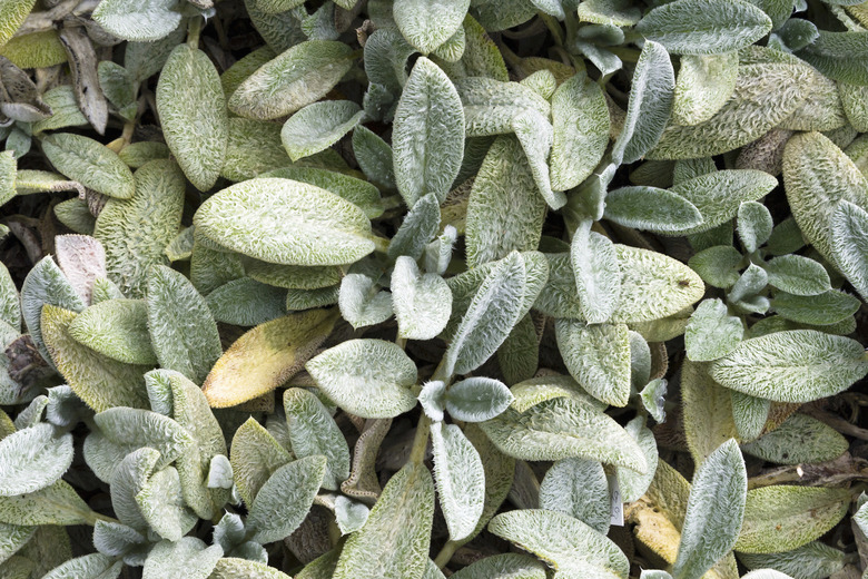 A close-up of some leaves from a Silver Carpet lamb's ear Stachys byzantina 'Silver Carpet' plant.