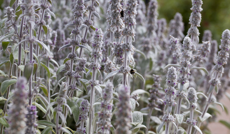 Lamb's ear Stachys byzantina plants blooming in a medicinal garden.