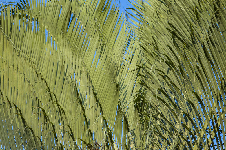 Plant palm triangle or Dypsis Decaryi.