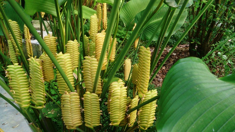 A low-to-the-ground shot of some rattlesnake plants Calathea crotalifera.