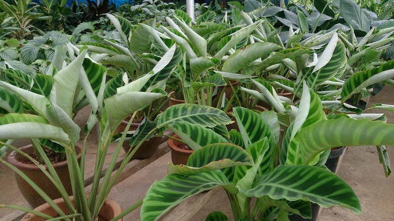 Rows of zebra plants Calathea zebrina growing indoors.