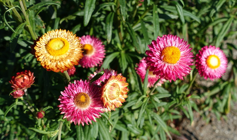Differently colored bracts growing from strawflower Xerochrysum bracteatum plants.