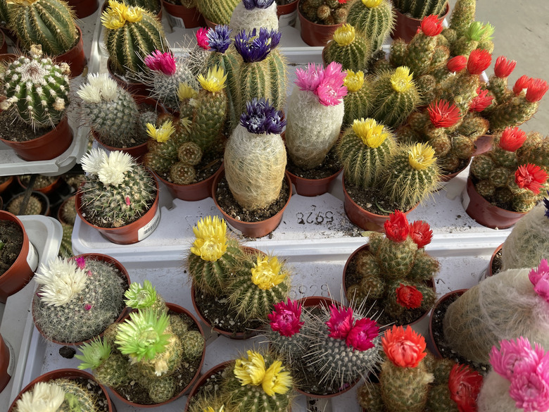 A colorful array of different strawflower cactus plants and other succulents.