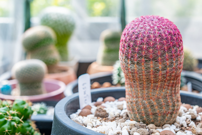 A pot of a rainbow cactus Echinocereus rigidissimus in a glasshouse.