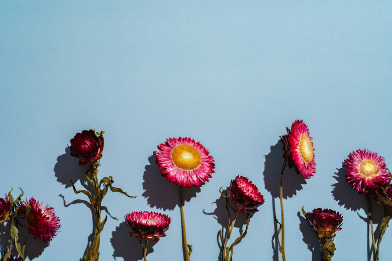 Dried pink strawflowers Helichrysum bracteatum set against a light blue backdrop.