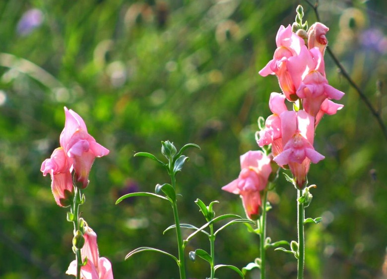 Pink greater snapdragon Antirrhinum majus flowers reaching up towards the sun.